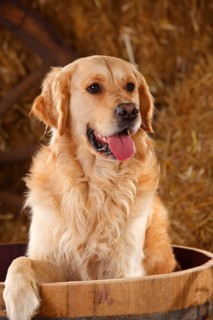 Golden Retriever