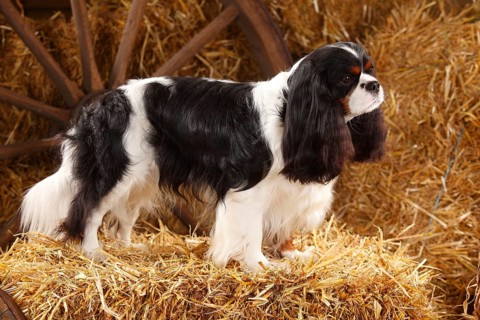 Cavalier King Charles Spaniel
