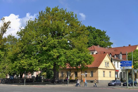 Peace oak