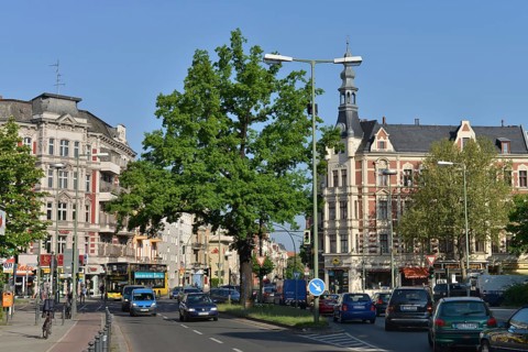 Kaisereiche