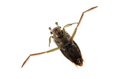 Spotted backswimmer