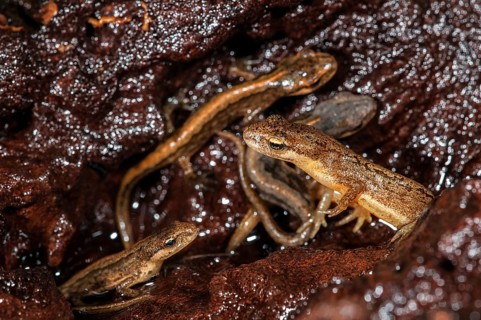 Adult and juvenile smooth newts