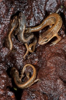 Adult and juvenile smooth newts