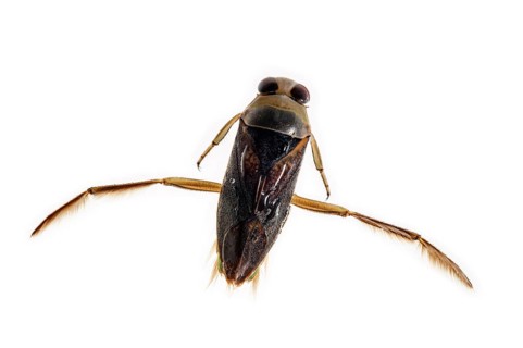 Spotted backswimmer