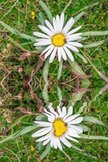 Paramo vegetation
