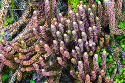 Ground pine