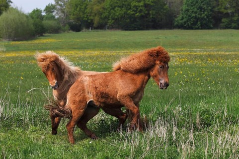 Icelandic horses