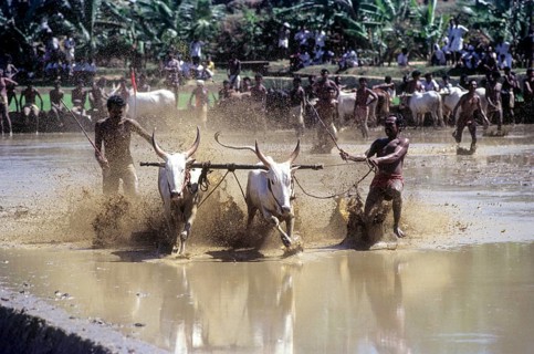 Cattle racing is an old kerala sport. Two racers coax their oxen through mud and slush at a race in Chithali near Palakkad