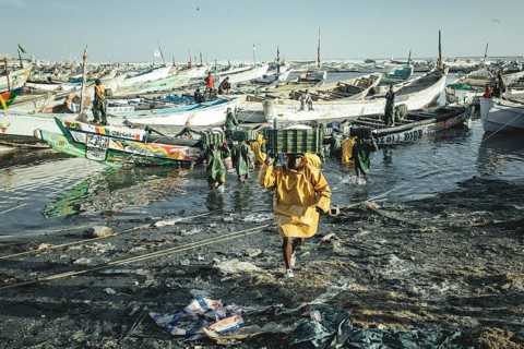 Arrival of the fishermen with the catch of the day in the harbour