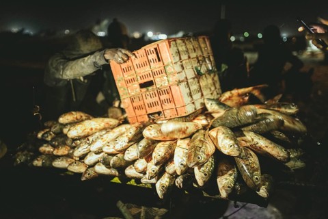 Unloading the catch onto carts at night