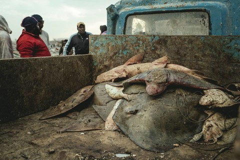 Sharks and rays on the back of a truck