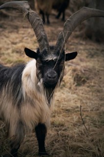 Mountain goat