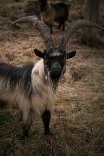 Mountain goat