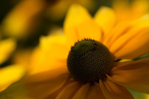 Flower of a coneflower
