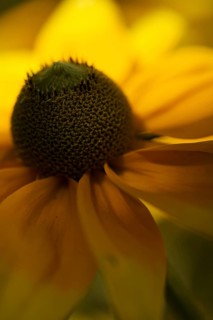 Flower of a coneflower