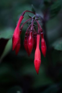 Fuchsia blossom