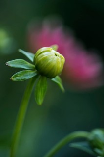 Flower of a dahlia