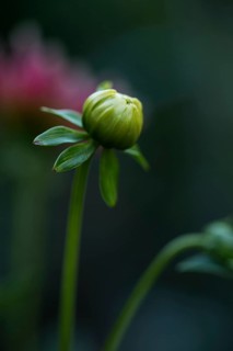 Flower of a dahlia