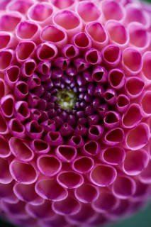 Flower of a dahlia