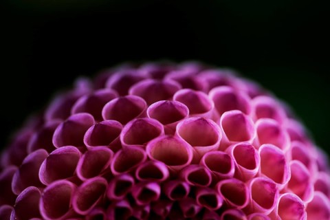 Flower of a dahlia