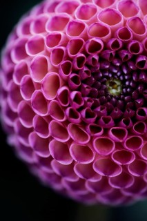 Flower of a dahlia