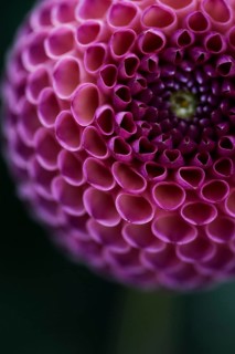 Flower of a dahlia