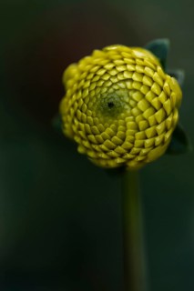 Flower of a dahlia