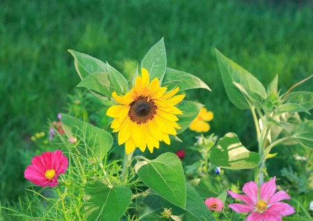 Sunflower