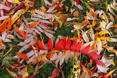 Leaf of staghorn sumac