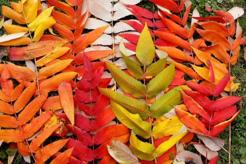 Leaf of staghorn sumac