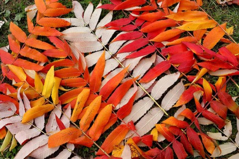Leaf of staghorn sumac