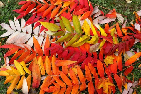 Leaf of staghorn sumac
