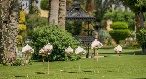 Flamingos