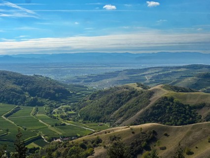 View from the Eichelspitz tower of the vineyards around Altvogtsburg