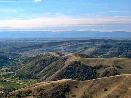 View from the Eichelspitz tower of the vineyards around Altvogtsburg