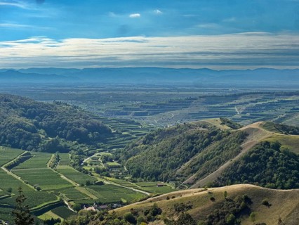 View from the Eichelspitz tower of the vineyards around Altvogtsburg