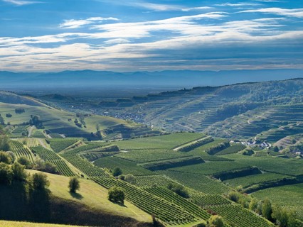 The wine-growing areas around Schelingen am Kaiserstuhl