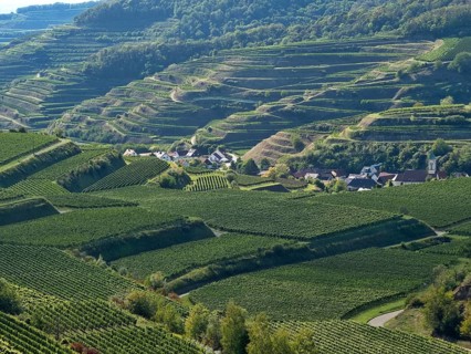 The wine-growing areas around Schelingen am Kaiserstuhl