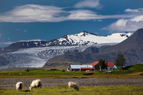 Sheep with Holtasel farm in front of Flaajoekull glacier