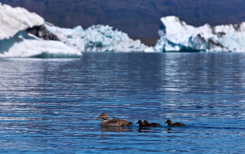 Mother common eiders