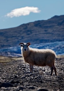 Wild sheep