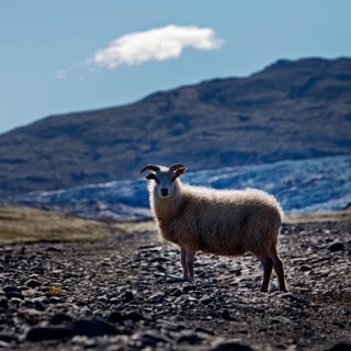 Wild sheep
