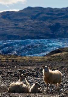 Wild sheep