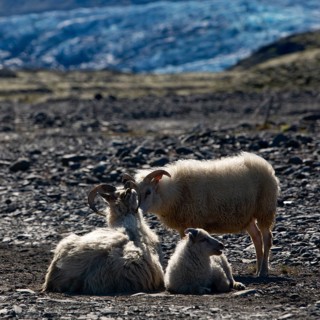 Wild sheep
