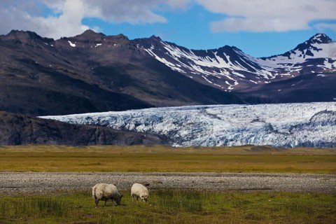 Wild sheep