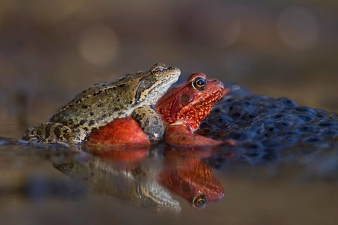 Common frog