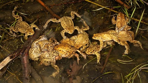 Common toads