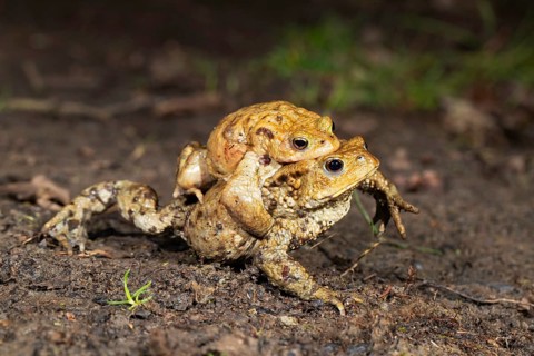 Common toad