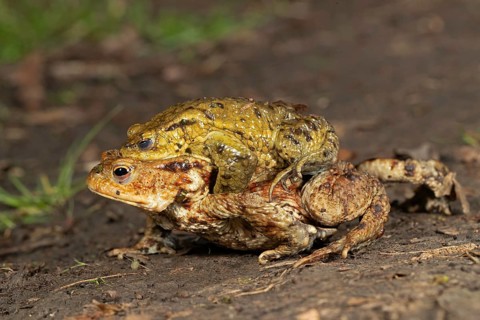 Common toad