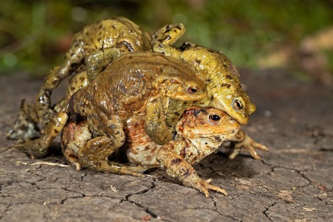 Common toads
